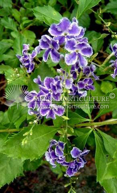 Duranta repens thai